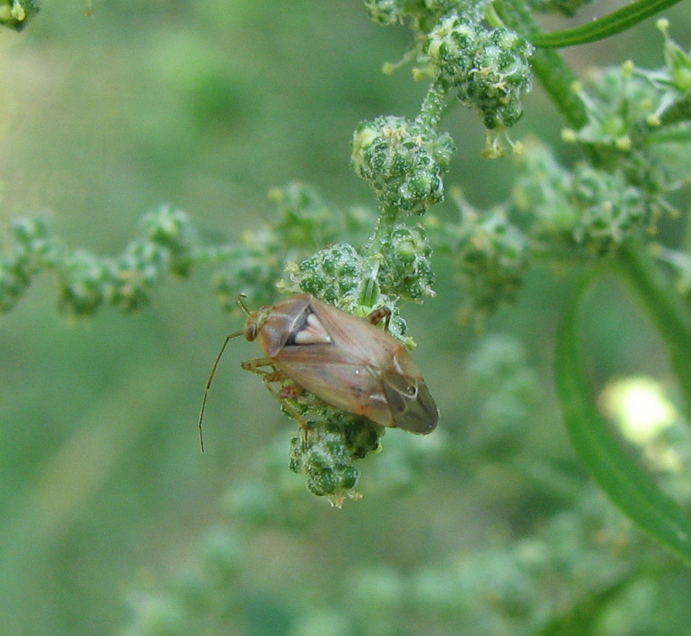 Miridae?